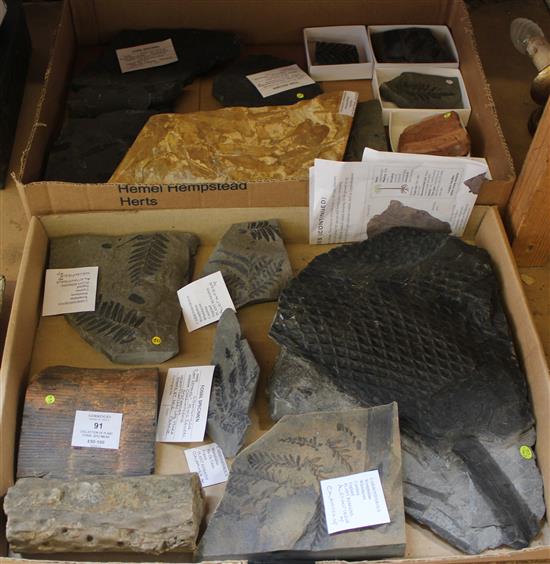 Collection of plant fossil specimens